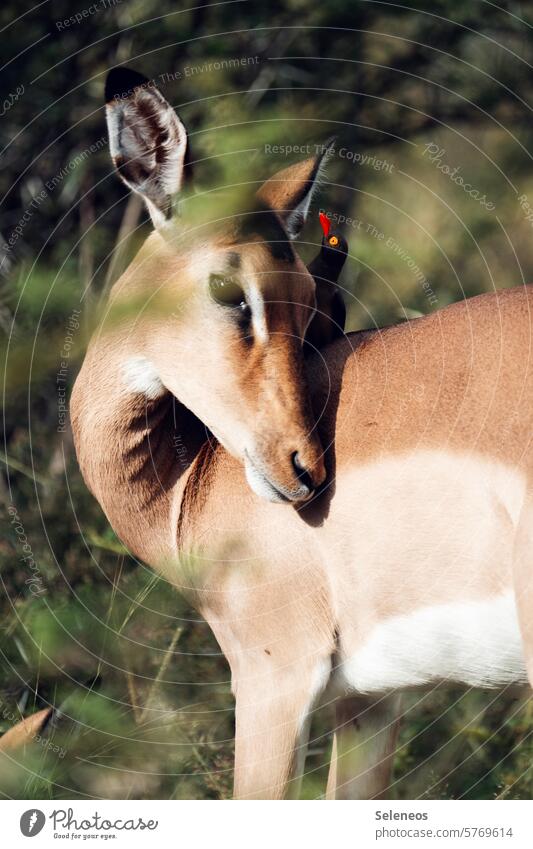 ich erzähl dir ein Geheimnis Impala Madenhacker Oxpecker Wildtier Safari Südafrika Tier Außenaufnahme Natur Farbfoto Ferien & Urlaub & Reisen Tierporträt Ferne