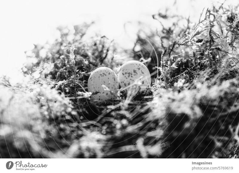 Verlassen. Vogelnest Blaumeise (Cyanistes caeruleus) Eier. Schwarz Weiss Foto verlassen Nest Blaumeiseneier Natur Tierverhalten Tiernest Tierthemen Tierwelt