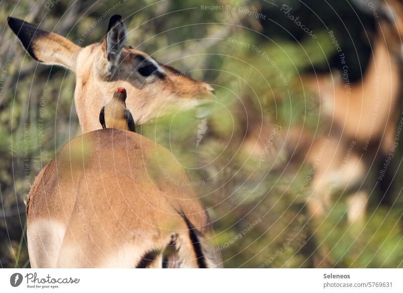 Mitfahrgelegenheit Safari Impala Madenhacker Oxpecker Ornithologie Tier Natur Außenaufnahme Symbiose Farbfoto Wildtier Tierporträt Umwelt Vogel Menschenleer