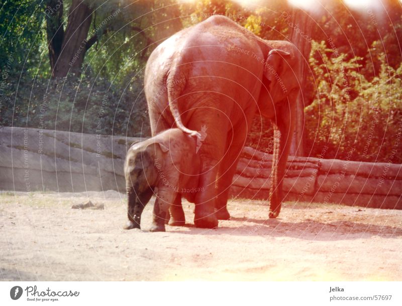 eli park Zoo Tier Elefant Elefantenbaby animal animals elephants dickhäuter Farbfoto