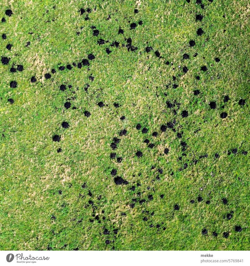 Orientierungslos Maulwurf Maulwurfshügel Feld Wiese Tier Gras Graben grün Garten Natur Hügel Umwelt Erde Boden natürlich Muster Gänge durcheinander unterirdisch