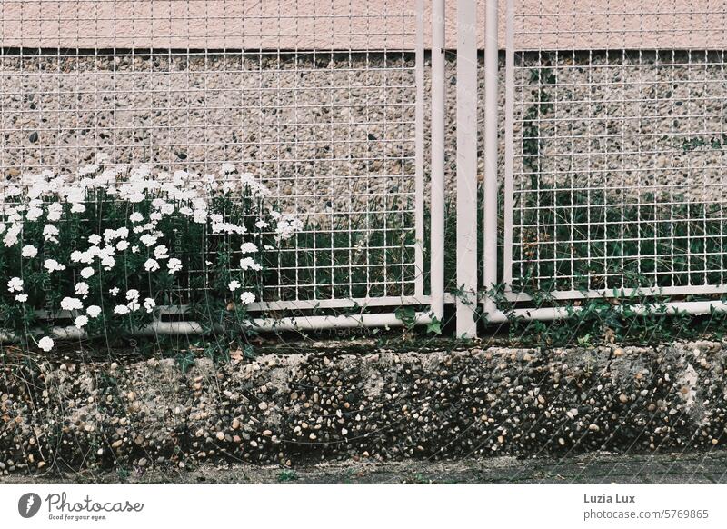 Im Vorgarten strecken weiße Schleifenblumen ihre Blüten durch den Zaun prächtig Frühling blühen schön Pflanze Gartenzaun Duft duftend Blütenflor Dolden Blume