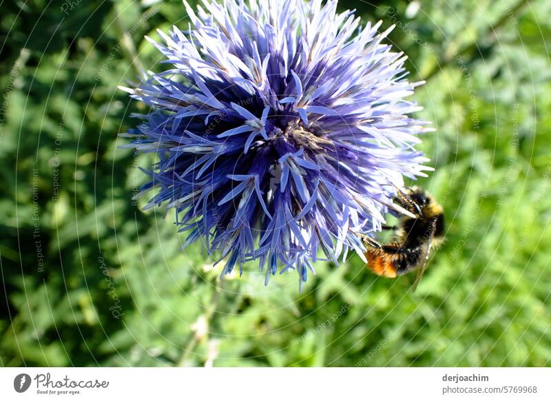 Ein Bienen Besuch bei einer wunderschönen Kugeldistel mitten im Grünen. kugeldistel Menschenleer Farbfoto Sommer Insekt stachelig Außenaufnahme Blume