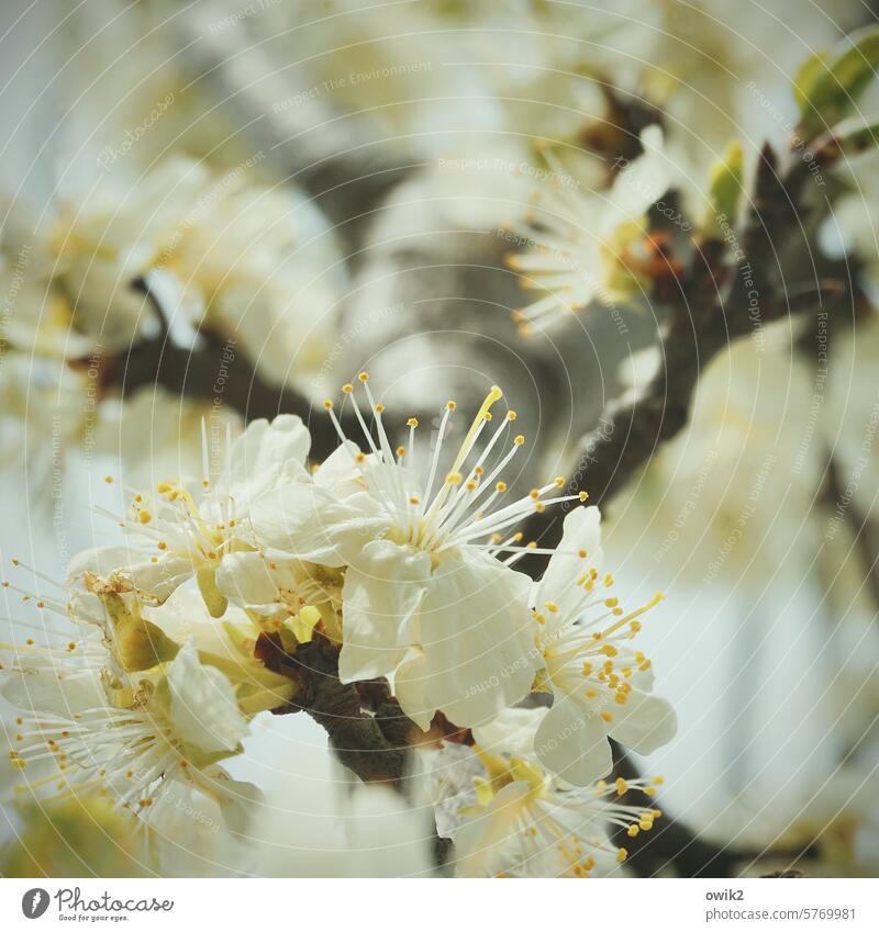 Was uns blüht Obstbaumblüte Frühlingserwachen Frühlingsgefühle Blüten Blütenblätter Naturerlebnis Naturwunder Baumblüte Mirabelle Sonnenlicht Frühjahr Pflanze