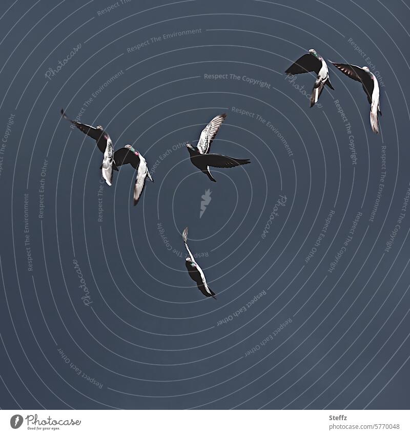 Tauben fliegen Taubenflug Vögel Vogelflug aufsteigen hoch Höhe Vögel fliegen Vogelbeobachtung Freiheit Luft Himmel durcheinander taubenblau frei Vogelgruppe