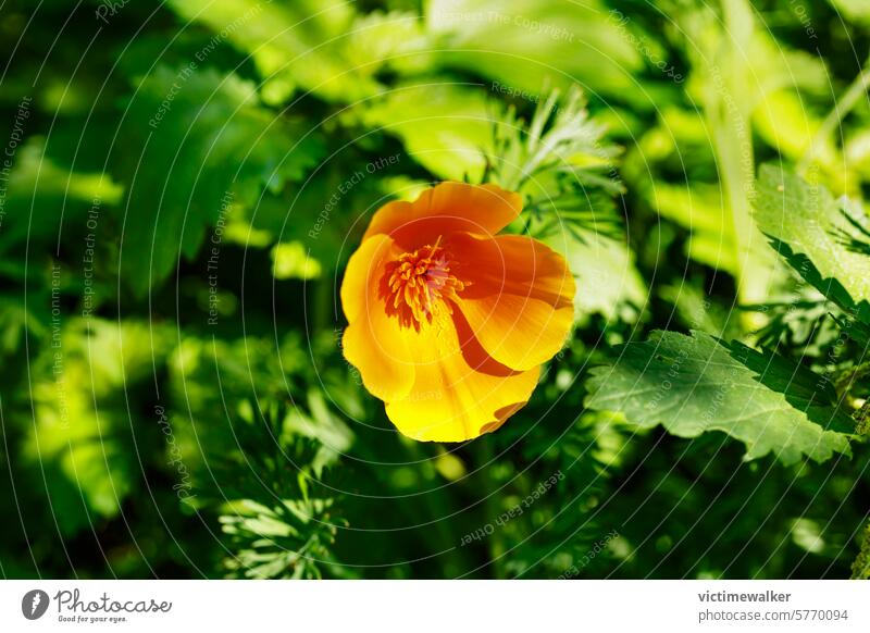 Blüte des kalifornischen Goldmohns Mohn Blume Kalifornischer Mohn orange Farbe Natur Nahaufnahme Makro grüner Hintergrund Garten Pflanze niemand geblümt Wiese