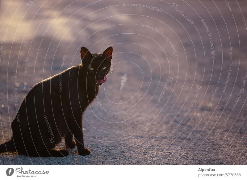 Gegenlichtmädchen Katze Zunge rausstrecken Katzenzunge Fell Tier katzenhaft Tierporträt herausstehende Zunge Porträt Ein Tier in die Kamera schauen