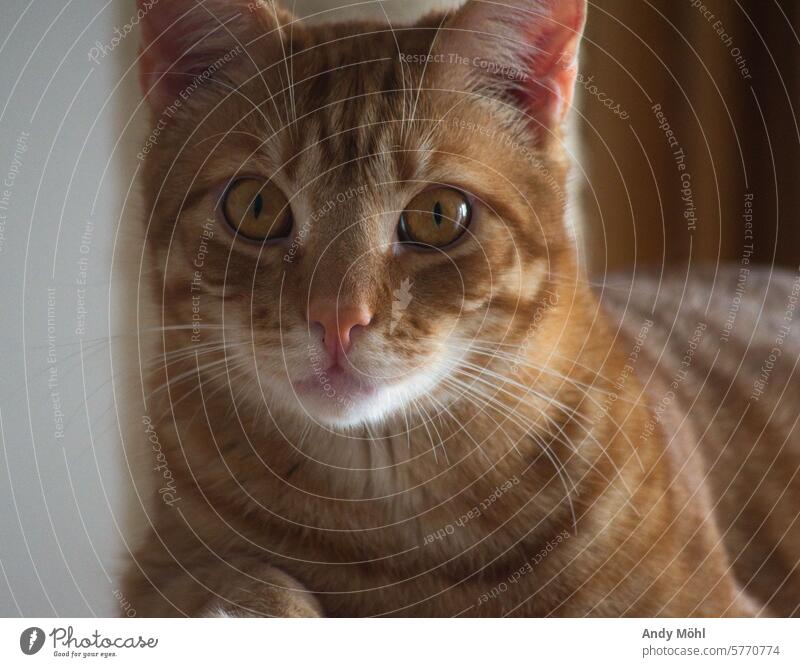 Starrer Blick von Katze Milo Momentaufnahme Fell nikon Haus tiere Liebe Freundschaft