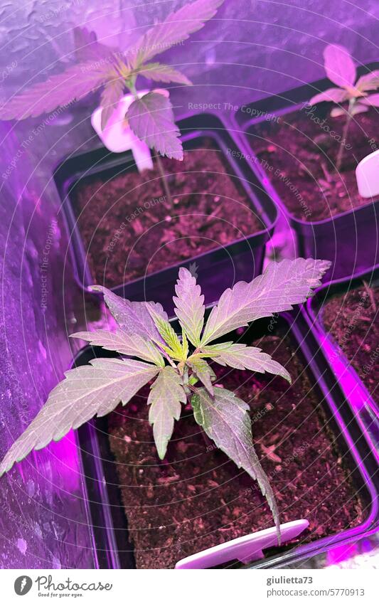 Hanfanbau zuhause beginnt... | Kleine Cannabispflanzen unter LED-Licht legal Aufzucht Keimling led-lampe alternativ Pflanze legalisieren grün magenta Natur