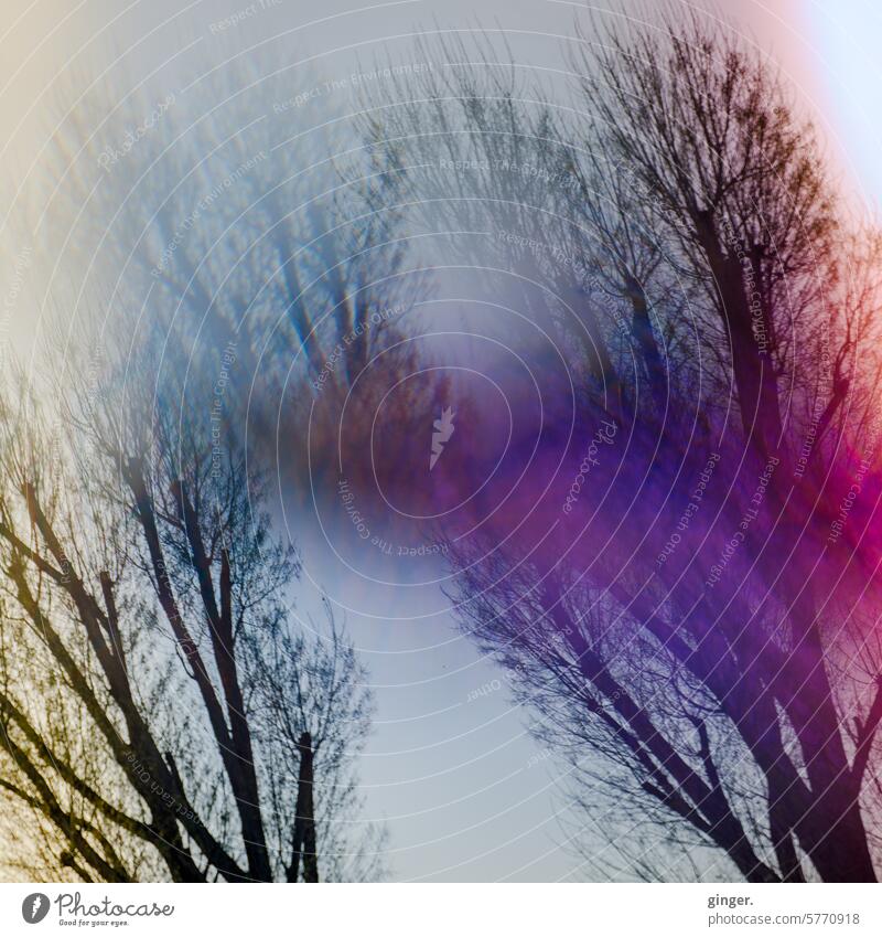 Bunte Bäume - Prismen-Fotografie mit analogen Farbfiltern (Lensbaby Omni Filter System) Prisma Außenaufnahme Menschenleer Farbfoto Tag Natur Umwelt Himmel