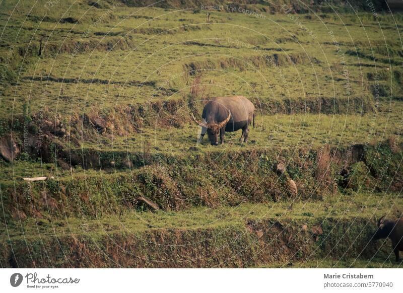 Ein Wasserbüffel grast friedlich in einem terrassenförmigen Reisfeld auf dem Lande im Dorf Lao Cai in Sa pa, Vietnam Weidenutzung ländlich Landschaft sa pa Tier