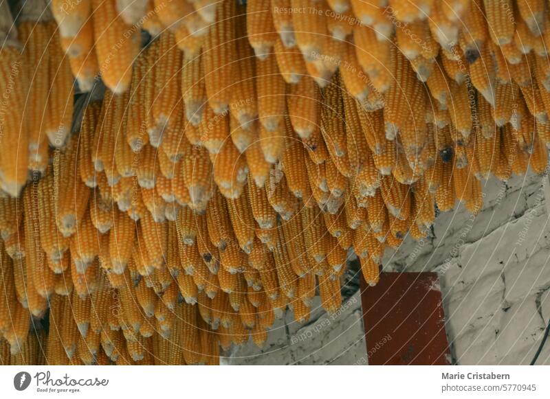 Ähren aus goldenen Maiskolben, die büschelweise von der Decke der Vorratskammer hängen und auf die Fülle der Erntezeit und ehrliche Momente des landwirtschaftlichen Landlebens hinweisen