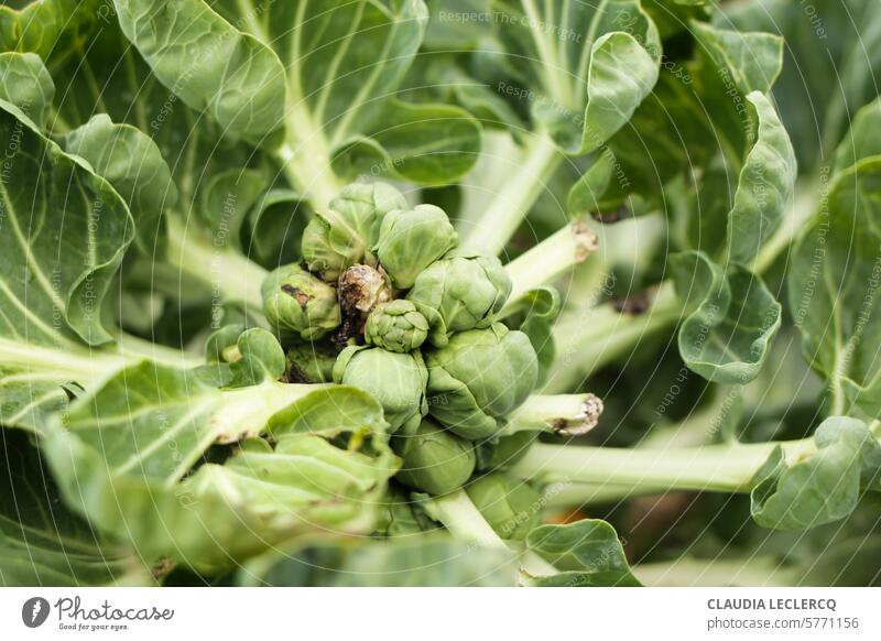 Rosenkohl beginnt zu faulen Gemüse Nahaufnahme Vegetarische Ernährung Nutzpflanze