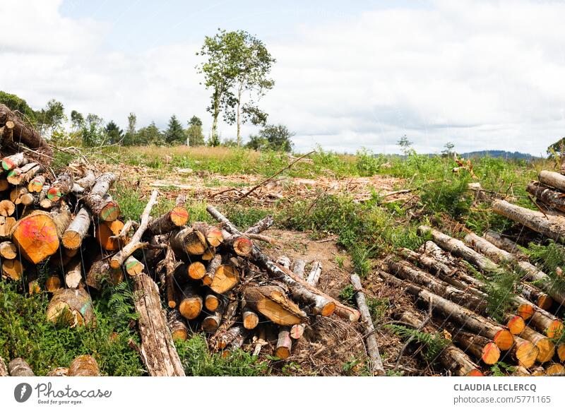 Gefällte Bäume gefällte Bäume Entwaldung Umwelt Waldarbeiter Natur Baumstamm Klimawandel Waldsterben Umweltschutz Außenaufnahme Holz Forstwirtschaft Naturschutz
