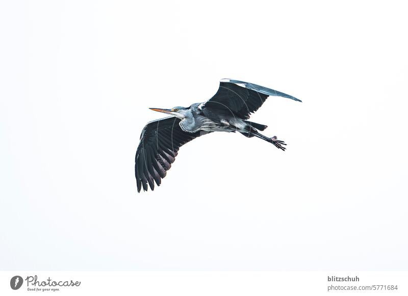 Ein Graureiher im Flug Fischreiher Vogel Reiher Tier Natur Tierporträt Wildtier Umwelt grau Pelecaniformes elegant Landschaft Fliegen Flügel Himmel fliegen