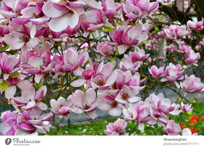 Blühende Tulpen-Magnolie- eine rosarote Schönheit! magnoliengewächse Strauch Blüte blühen pink Duft Frühling April Garten Pflanze Blume Gehölz Magnolienblüte
