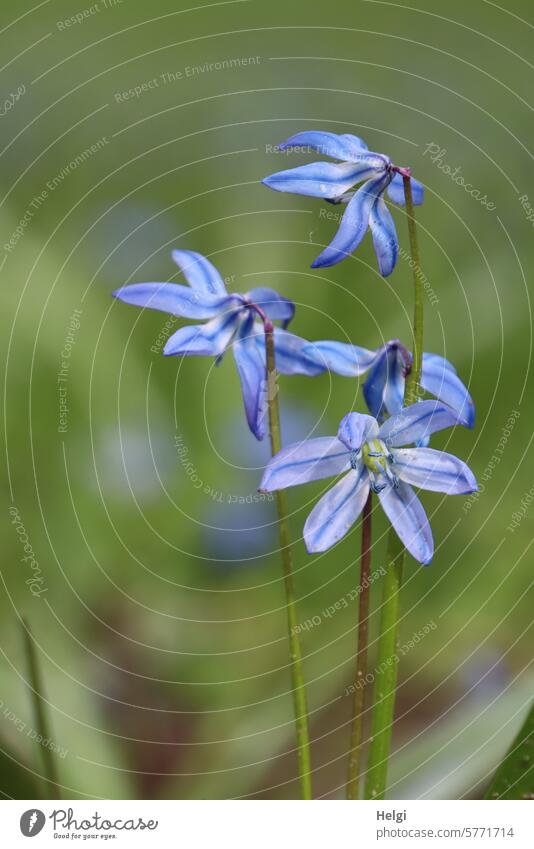 Blaustern Scilla Szilla Zierpflanze Spargelgewächs Blume Blüte Frühblüher Zwiebelpflanze Blütenstand Froschperspektive Nahaufnahme Makroaufnahme Natur