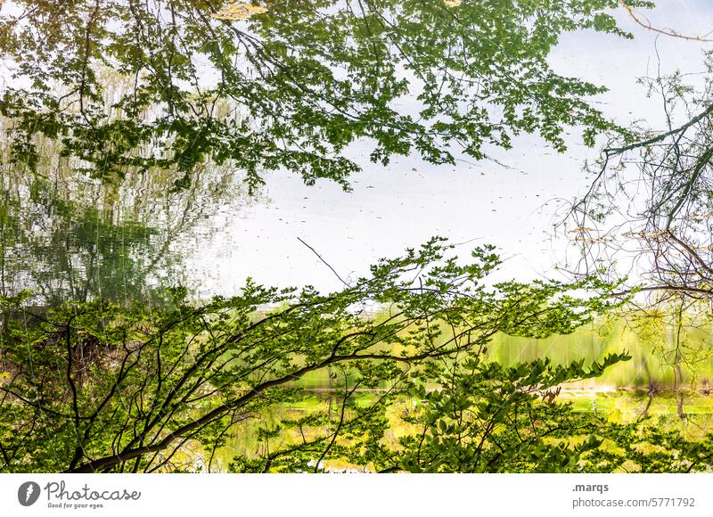 zweige ǝƃıǝʍz Zweige u. Äste Reflexion & Spiegelung friedlich Ruhe Umwelt Pflanze Erholung Idylle filigran Romantik ruhig See Wasser Natur Sommer