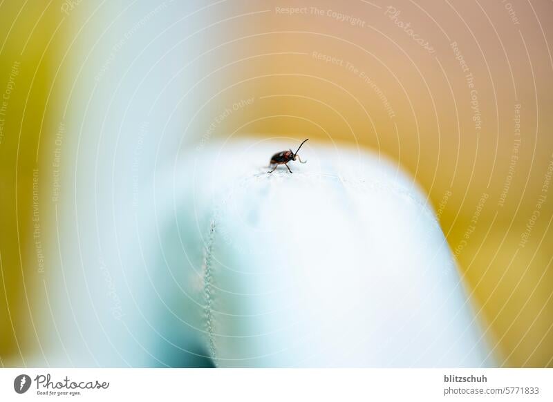 der Käfer Insekt Makroaufnahme Natur Nahaufnahme Tier krabbeln Tierporträt Schwache Tiefenschärfe Umwelt Makrofoto