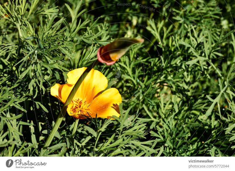 Blüte des orangefarbenen Goldmohns Mohn Blume Kalifornischer Mohn orange Farbe Natur Nahaufnahme Makro grüner Hintergrund Garten Pflanze niemand geblümt Wiese