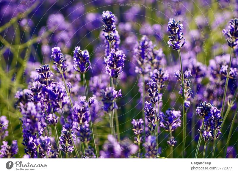 Ein Lavendelfeld voller Lavendel. Feld mit Lavendelblüten Blumen Lavendel Natur violett Lavendelduft