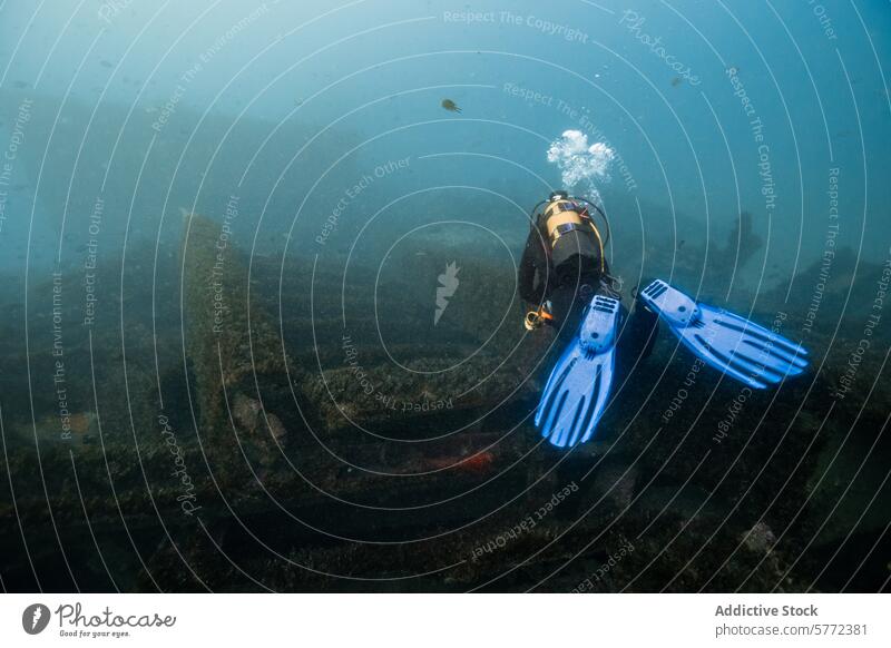 Taucher bei der Erkundung der Unterwasserwelt Tauchgerät unter Wasser blau Flosse Sand Meeresboden marin Sinkflug Gerät Abenteuer aquatisch Sport Hobby reisen