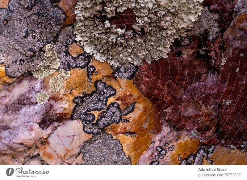 Quarz- und Silikatgestein mit bunten Nickelbildungen Textur Kieselsäure Felsen Mineral nickel Muster Nahaufnahme pulsierend kompliziert Farbe Formation Geologie