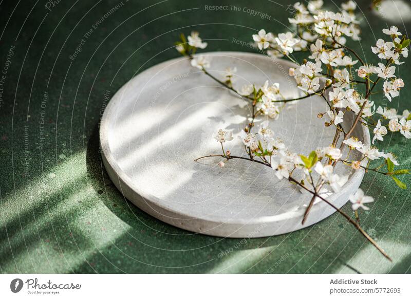 Heitere Frühlingskirschblüten auf Betonplatte Kirschblüten Sonnenlicht Schatten texturiert grüner Hintergrund ruhig Zusammensetzung Gelassenheit weich Licht