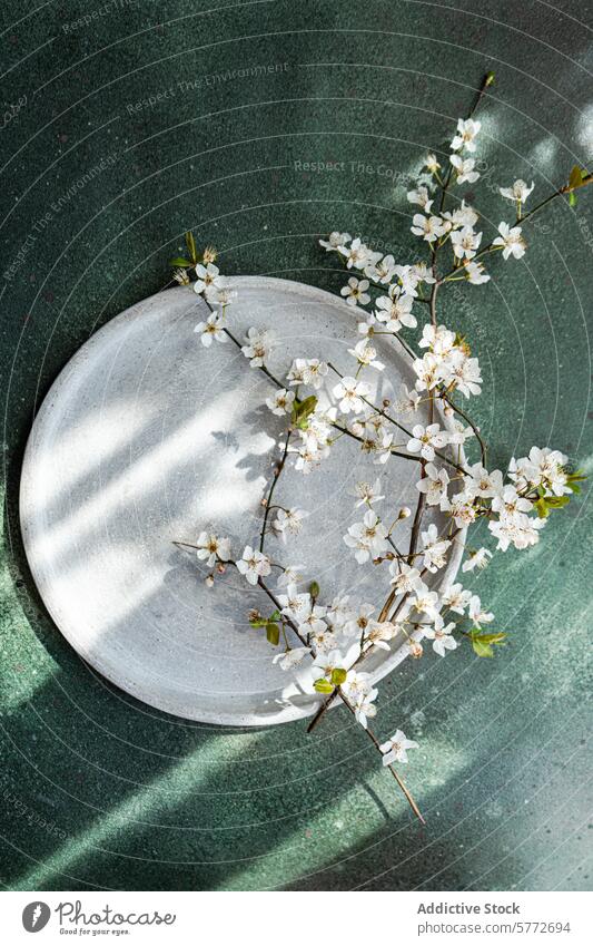 Kirschblüten auf Keramikteller mit Schattenspiel Teller Licht Textur Gelassenheit filigran Ordnung weich spielerisch gebadet Frühling Flora botanisch Natur