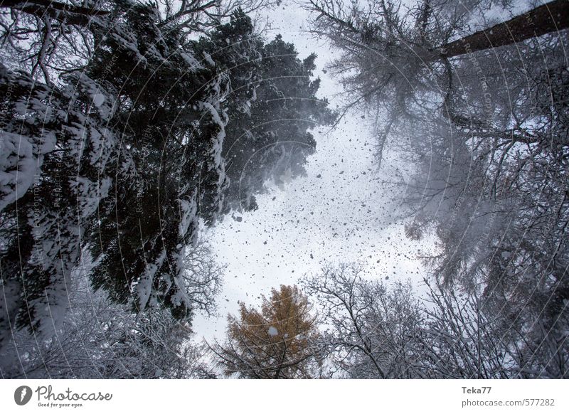 Schneegestöber Erholung Winter Umwelt Natur Eis Frost Hagel Schneefall Abenteuer Klima Schneesturm Wald Baumkrone Farbfoto Gedeckte Farben Außenaufnahme