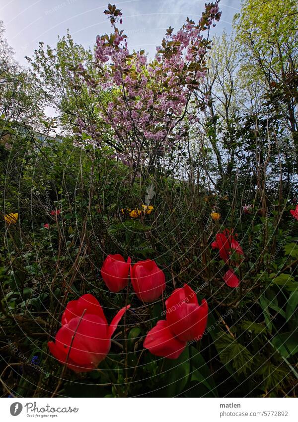 Frühling Blüten Sträucher Himmel Tulpen Bunt Schatten Blumen grün Blühend rosa rot