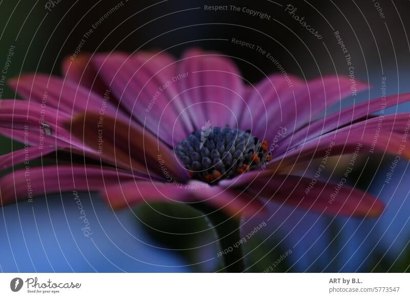 Auch Abends noch eine Schönheit blume garten Art der Gattung Osteospermum Kapkörbchen blüte knospe nahaufnahme geöffnet jahreszeit frühling Blütenblätter floral
