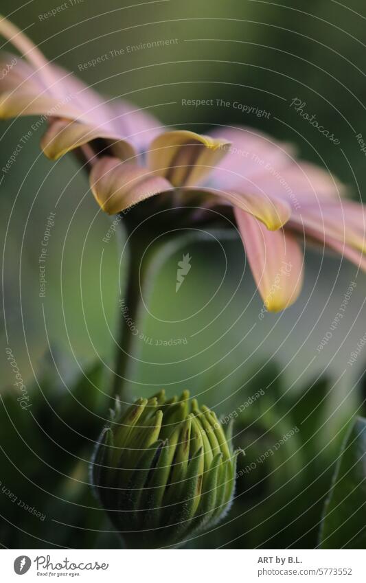 Hallo, da bin ich... blume blüte knospe garten nahaufnahme Kapkörbchen Art der Gattung Osteospermum