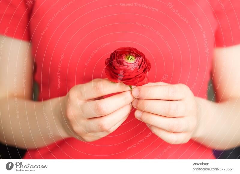 Das Mädchen im roten Hemd hält eine rote Blume Hände Kind junge Frau Unschärfe Finger Geschenk Freude überreichen schenken Geste Kleinigkeit Lebensfreude
