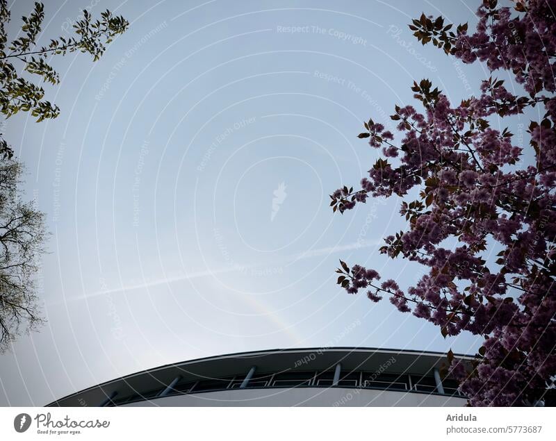 Blick in den Himmel | Zweige im Frühling Bäume Kondensstreifen Baum Zweige u. Äste Haus Gebäude rund Kirschblüten Blüte Froschperspektive Kirschbaum rosa