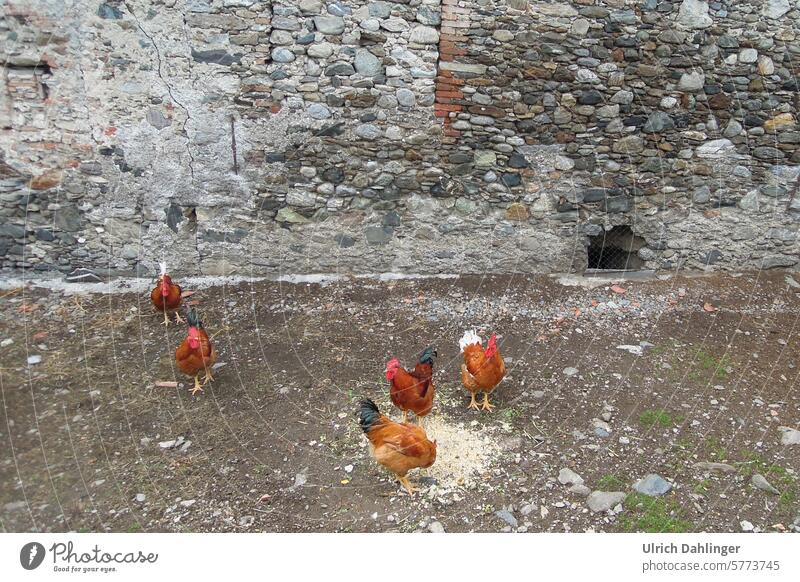 5 braune Hühner pickend vor einer grauen Natursteinmauer Bauernhof Landwirtschaft Bio Geflügel Tiere feilaufend artgerecht Federvieh Tierhaltung