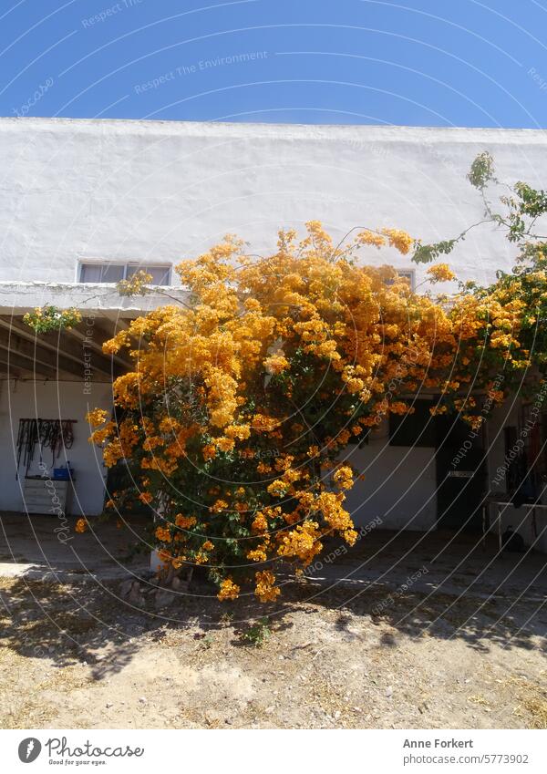 Gelbe Blumen die sich an einer weißen Wand hochranken. mediterran flower gelb Haus Blüte Blühend Natur