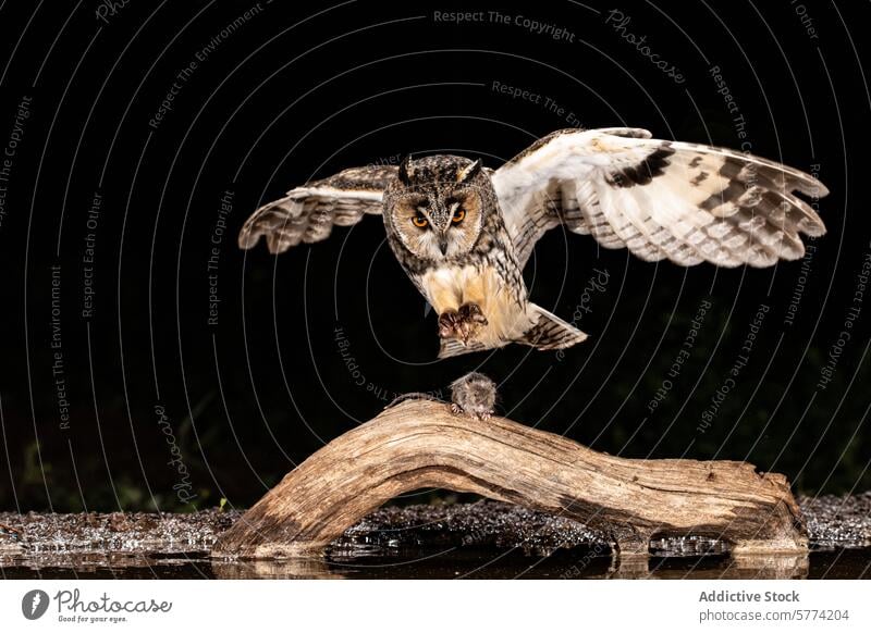 Majestätische Eule im Flug über einem Holzast Waldohreule Vogel Raubtier Flügel Federn nachtaktiv Natur Tierwelt Ast Bernstein Auge dunkel Hintergrund