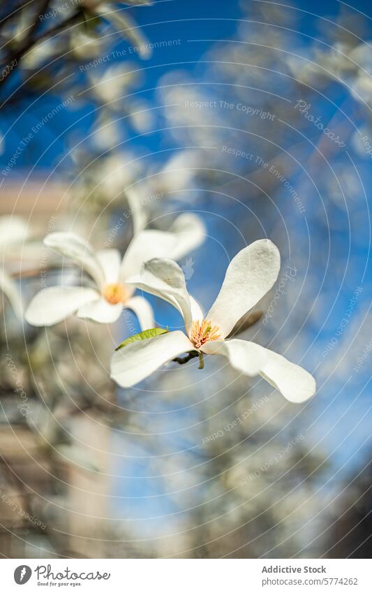 Weiße Anis-Magnolie in voller Blüte vor blauem Himmel Blume Blütezeit Baum weiß Natur Frühling Pflanze Nahaufnahme geblümt Blütenblatt Staubfäden botanisch