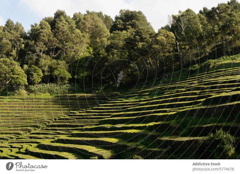 Üppige Gorreana-Teeplantage in São Miguel, Portugal gorreana Schonung Terrasse Feld pflanzlich Landschaft Strand Insel Ackerbau Bauernhof grün üppig (Wuchs)