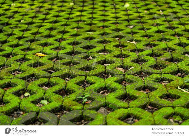 Moosbewachsener Kopfsteinpflasterweg in Bali Weg grün tropisch Gelassenheit natürlich Umwelt üppig (Wuchs) bedeckt Stein Muster Textur Laufsteg im Freien Flora