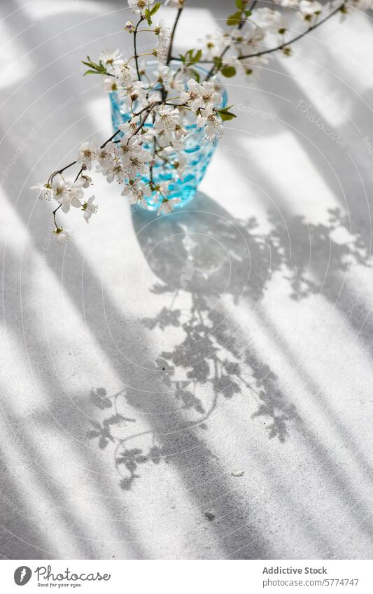 Kirschblüten in blauer Vase, die Schatten werfen blaue Vase Sonnenlicht ruhig weiße Blume Strukturglas Zusammenspiel Licht Hintergrund sonnenbeschienen Szene