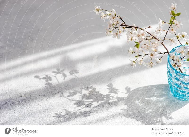 Kirschblüten in blauer Glasvase mit weichen Schatten Vase weiß Oberfläche Sonnenlicht Ast Blüte elegant Textur sanft gießen Frühling geblümt Natur Blume