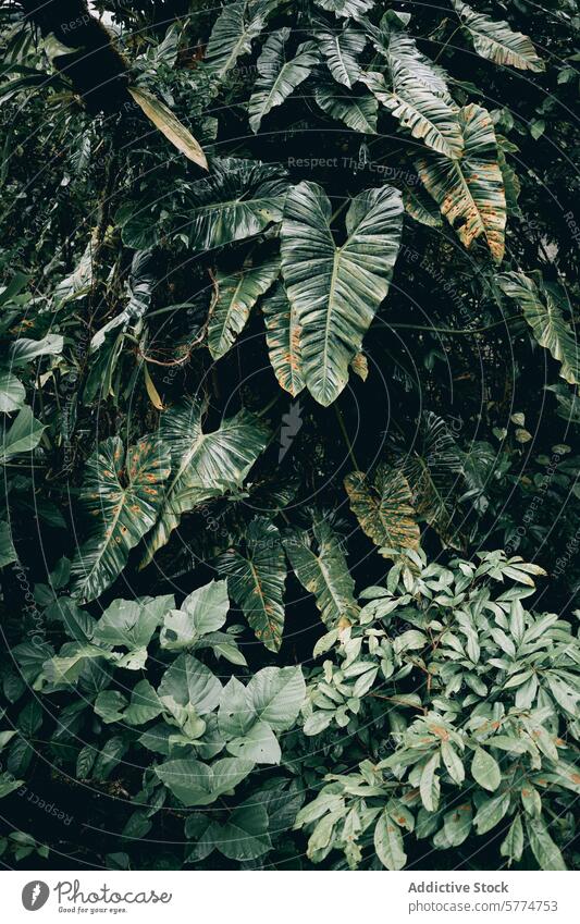 Üppiges Grün des ecuadorianischen Regenwaldes am Äquator Ecuador Laubwerk grün Blatt pflanzlich üppig (Wuchs) Natur Dschungel Südamerika Biodiversität tropisch