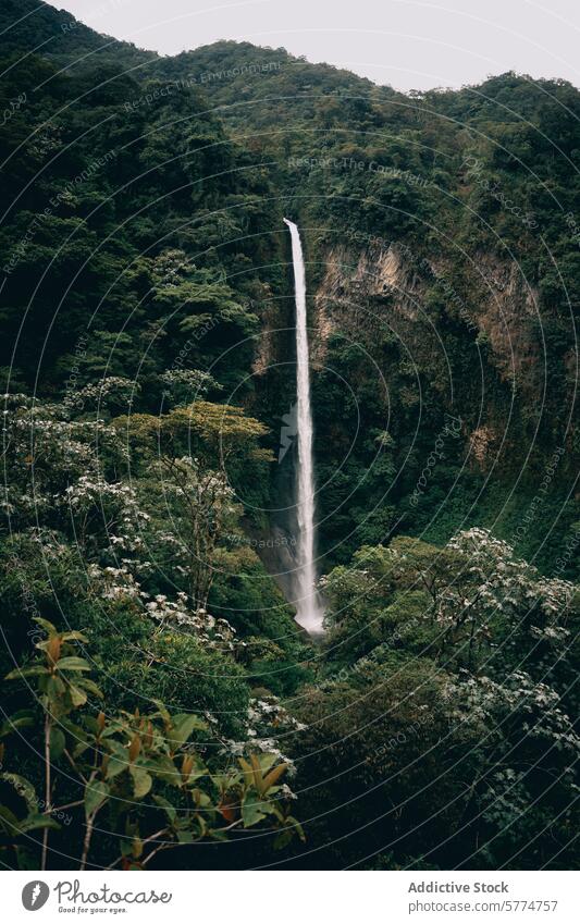 Gelassener Wasserfall inmitten üppigen Grüns in der Nähe des Äquators grün Landschaft üppig (Wuchs) Ruhe Natur Kaskade pflanzlich Schönheit Gelassenheit Wald