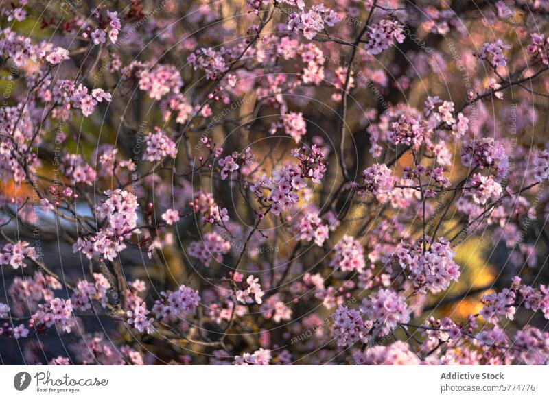 Blühender Mandelbaum im weichen Licht Baum Blütezeit Blume Blütenblatt rosa verschwommen Hintergrund Natur Frühling botanisch Pflanze Flora filigran Ast