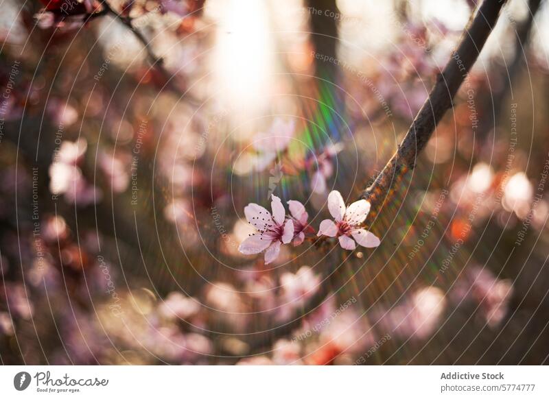 Mandelblüten im Sonnenlicht mit Streulicht Blüte Lichtschein Weichzeichner Blume Blütenblatt Natur Frühling Blütezeit Bokeh Garten botanisch Ast rosa filigran