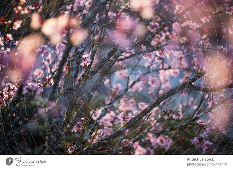 Verträumte Mandelblüten in sanftes Licht gehüllt Blüte Blütezeit Baum Blume Frühling rosa weich Sonnenlicht Blütenblatt Gelassenheit filigran warm glühen Ast