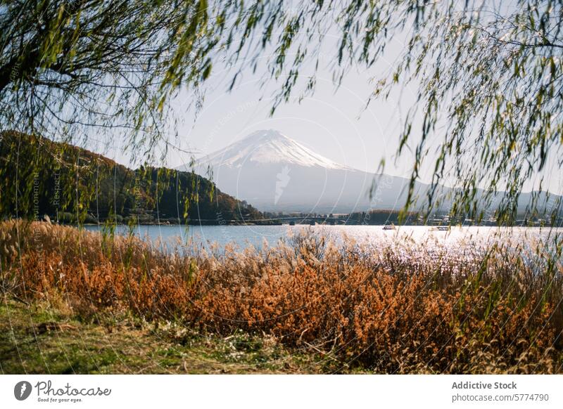 Gelassener Blick auf den Berg Fuji vom Kawaguchi-See aus Fuji Berg kawaguchi see Japan reisen Landschaft ruhig Gelassenheit Herbst Niederlassungen Wasser Natur