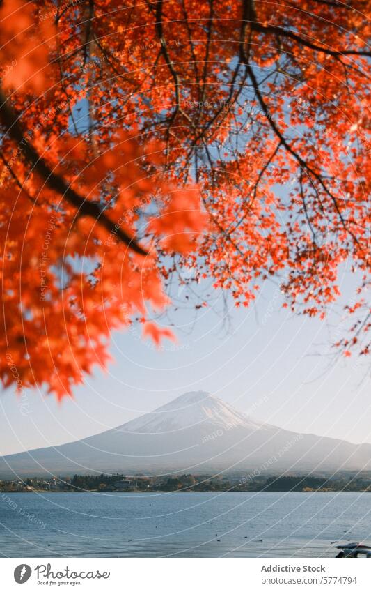 Herbstblätter umrahmen den Berg Fuji am See Fuji Berg Japan reisen Landschaft Natur Blätter orange Ansicht Gelassenheit kultig Berge u. Gebirge